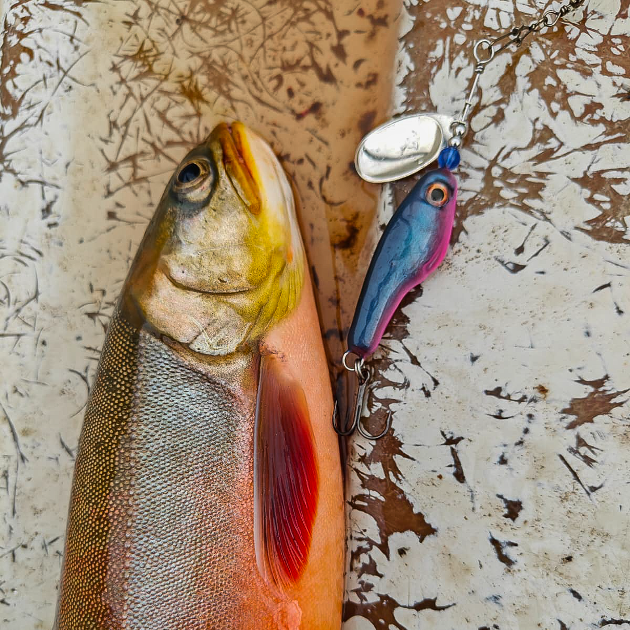 Lures for Arctic Char