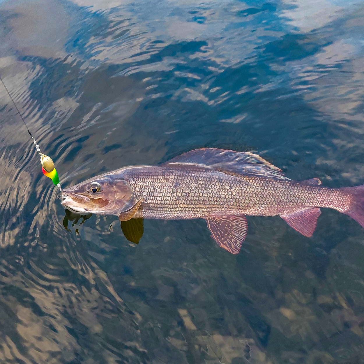 Lures for Grayling