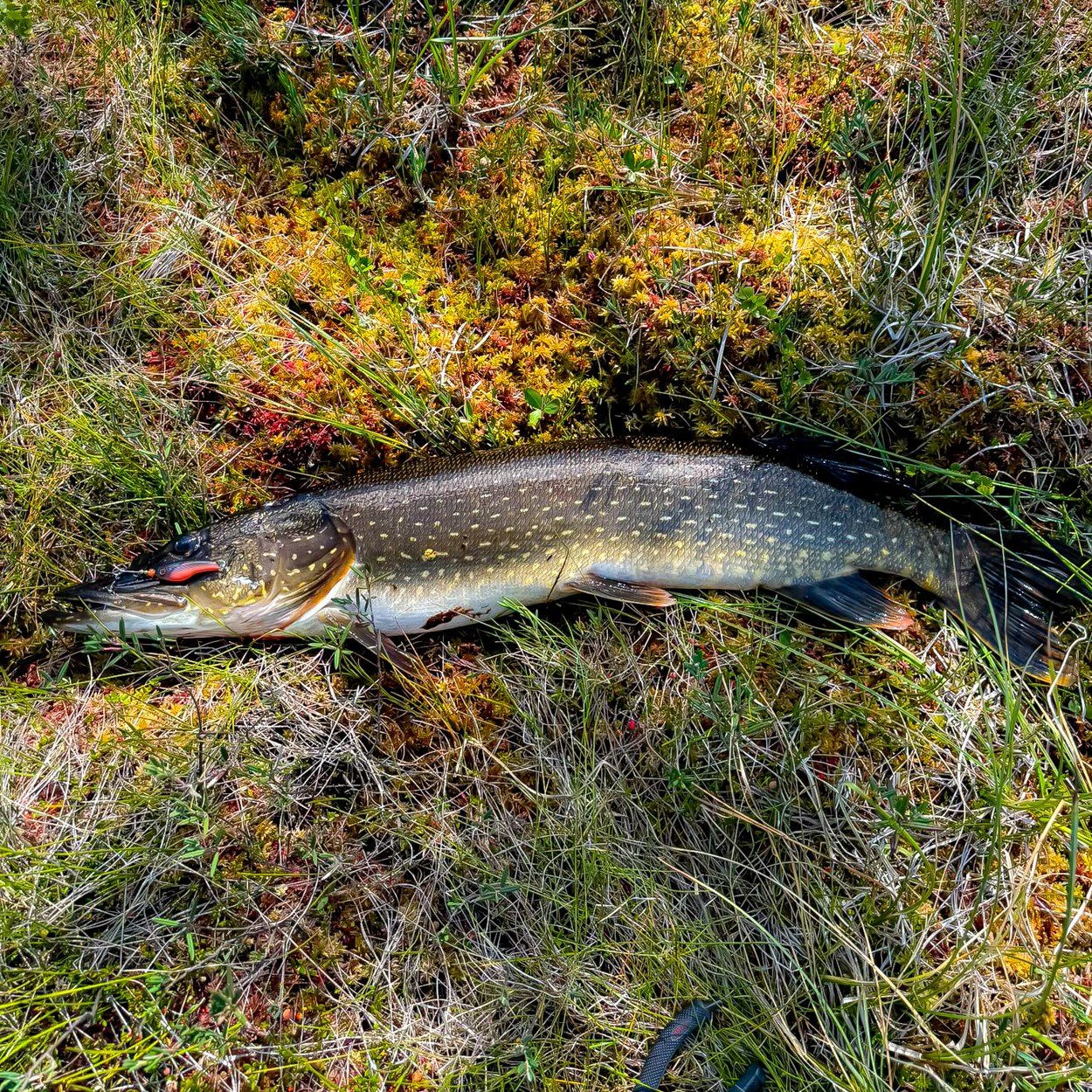 Lures for Pike
